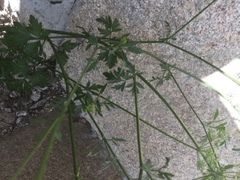 Petroselinum crispum