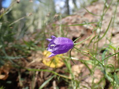 Campanula rotundifolia