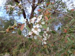 Leptospermum laevigatum