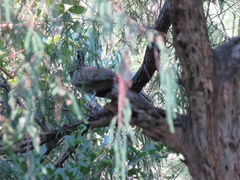 Ortalis poliocephala