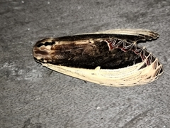 Truncaptera gigantea