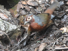 Pteroptochos castaneus