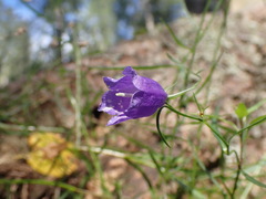 Campanula rotundifolia