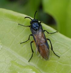 Arge pagana stephensii