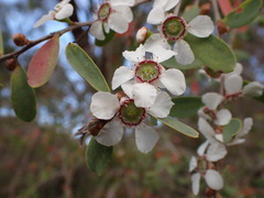 Leptospermum laevigatum