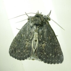 Crioa acronyctoides