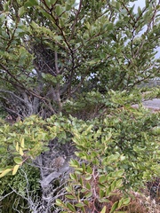 Nothofagus betuloides