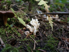 Clavulina rugosa
