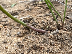 Trachyandra divaricata