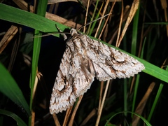 Meganephria bimaculosa