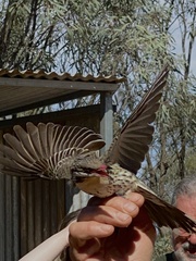 Acanthagenys rufogularis