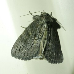 Crioa acronyctoides