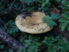 Lactarius scrobiculatus