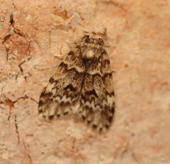 Scaphidriotis xylogramma