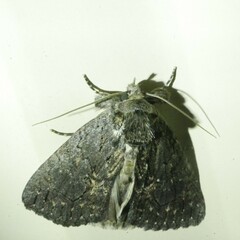 Crioa acronyctoides