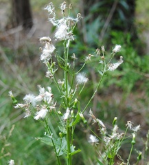Erechtites valerianifolius