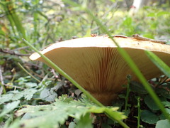Lactarius scrobiculatus