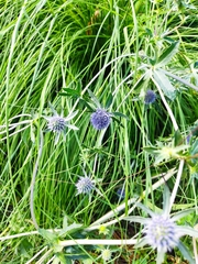 Eryngium planum
