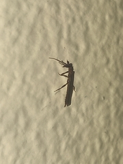Embioptera