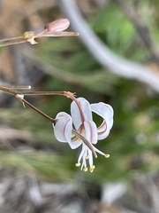 Trachyandra divaricata
