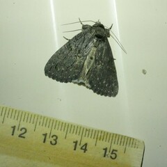 Crioa acronyctoides