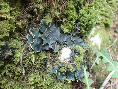 Peltigera collina