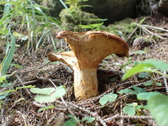 Lactarius scrobiculatus