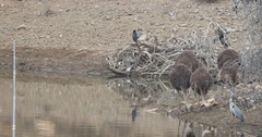 Struthio camelus australis