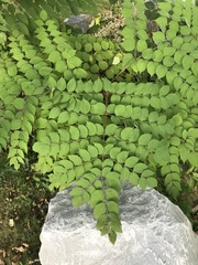 Aralia elata