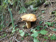 Lactarius scrobiculatus