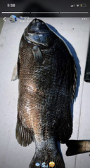 Lobotes pacifica