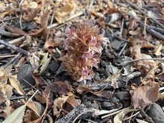 Aphyllon californicum