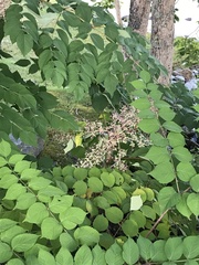 Aralia elata