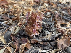 Aphyllon californicum