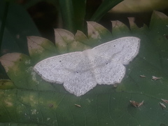 Scopula nigropunctata