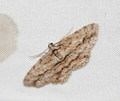 Didymoctenia exsuperata