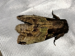 Ophitis culpata