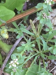 Corrigiola litoralis