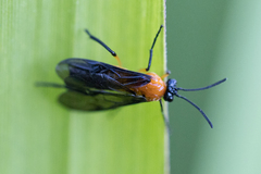 Argidae