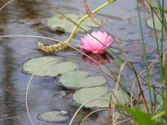 Nymphaea