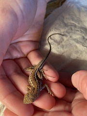 Ctenophorus spinodomus