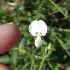 Desmodium tweedyi
