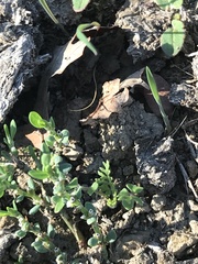 Polygonum aviculare depressum