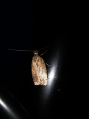 Agonopterix