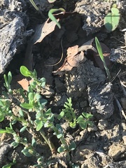 Polygonum aviculare depressum