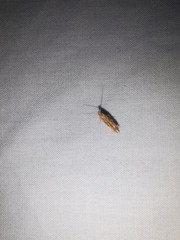 Pyroderces argyrogrammos