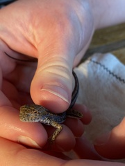 Ctenophorus spinodomus