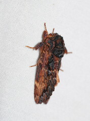 Sorama bicolor
