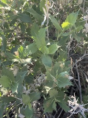 Ambrosia ilicifolia
