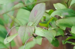 Itea virginica